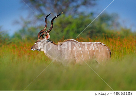 Greater kudu, handsome antelope with spiral horns 48663108