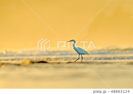 Snowy Egret, Egretta thula, in the nature coast Snowy Egret, Egretta thula, in the nature coast 48663124