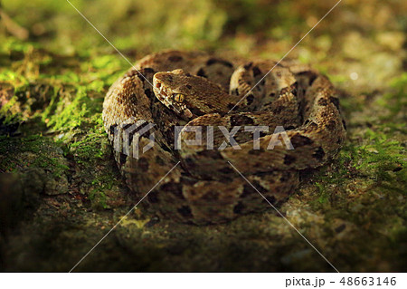 Common Lancehead, Bothrops atrox Common Lancehead, Bothrops atrox 48663146