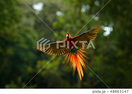 Red hybrid parrot in forest. Flying Macaw parrot Red hybrid parrot in forest. Flying Macaw parrot 48663147