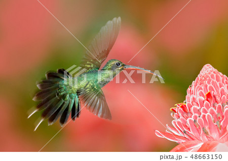 Green Hermit, Phaethornis guy by the pink flower Green Hermit, Phaethornis guy by the pink flower 48663150