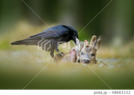 Raven with dead European Roe Deer 48663152