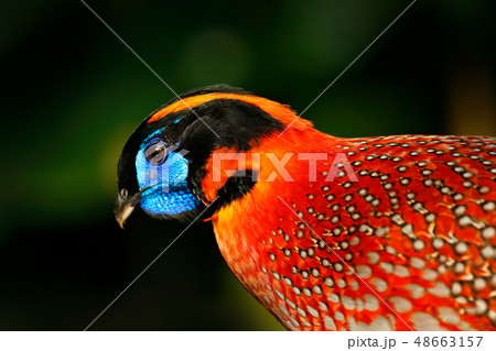 Exotic bird from Asia, Temminck's Tragopan 48663157