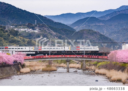 満開の河津桜と臨時特急 満開の河津桜と臨時特急 48663338