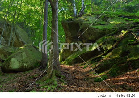 Spring in the forest 48664124