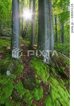 Spring in the forest 48664126