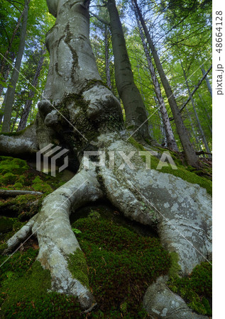 Tree with a curved root Tree with a curved root 48664128