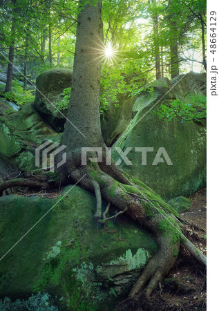 Fairy forest 48664129