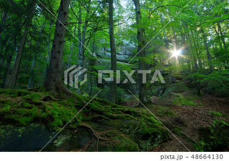 Spring landscape in the spring Spring landscape in the spring 48664130