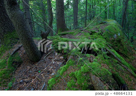 Enchanted forest 48664131
