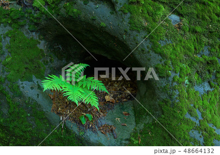 Fern on a rock 48664132