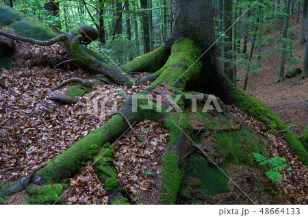 Moss on tree roots 48664133