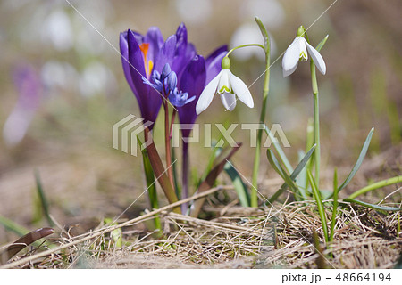 First spring flowers on a mountain meadow First spring flowers on a mountain meadow 48664194