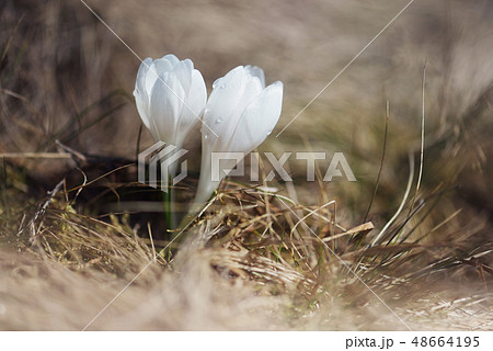 Spring flowers in grass Spring flowers in grass 48664195
