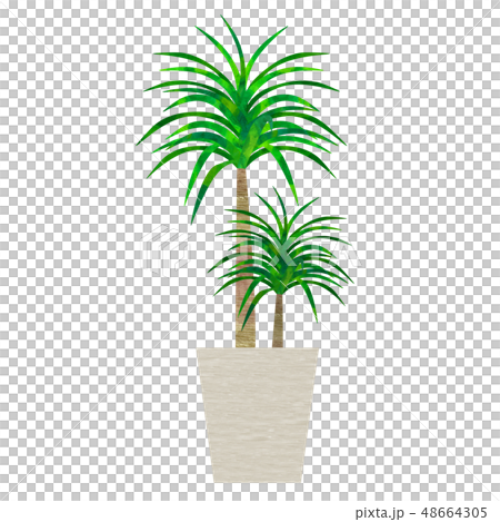 室內植物龍血樹 48664305