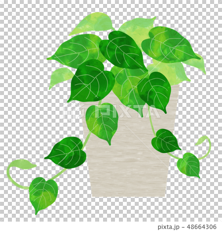 植物植物 48664306