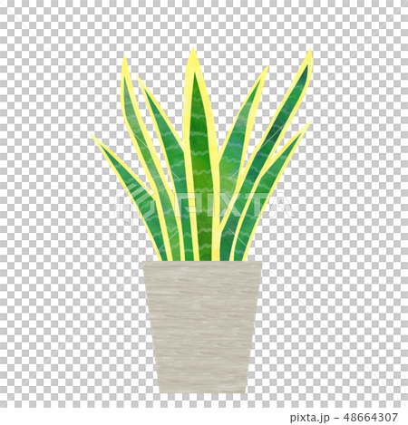 室內植物Sansuberia 48664307