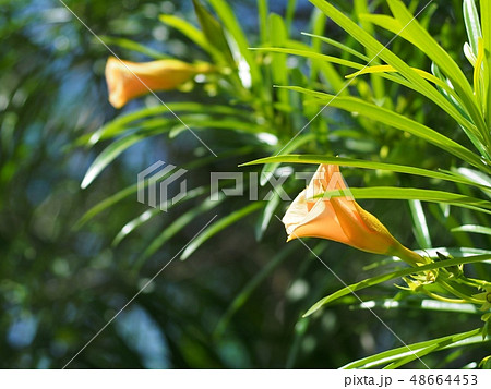 Lucky Nut in orange color with green leaves Lucky Nut in orange color with green leaves 48664453