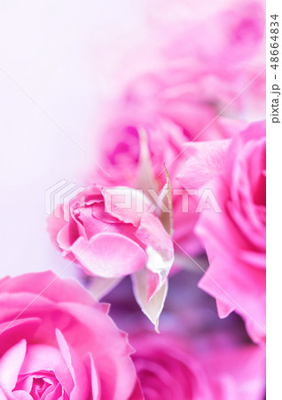 Closeup of fuchsia roses soft blur bokeh texture in pastel colors for a background. Copy space. 48664834