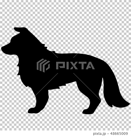 邊境牧羊犬剪影 邊境牧羊犬剪影 48665009