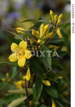 Yellow jessamine 48665437