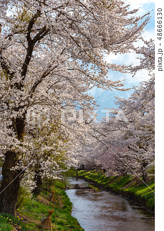 忍野八海　桜　春のイメージ　染井吉野　色鮮やか春の風物詩 48666130