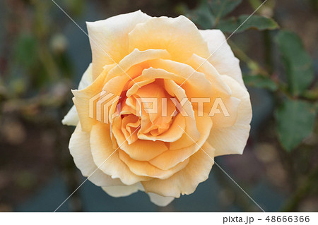 黄色いバラの花 48666366