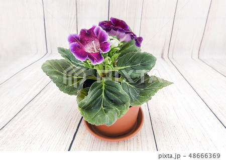 Gloxinia bought in a flower shop. Indoor flower 48666369