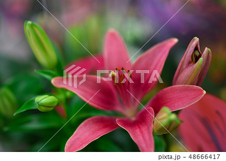 Flower pink lily, close-up, background Flower pink lily, close-up, background 48666417