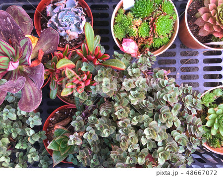 Succulents. 48667072