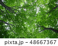 新緑 48667367
