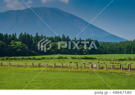 岩手県小岩井農場　羊 48667580