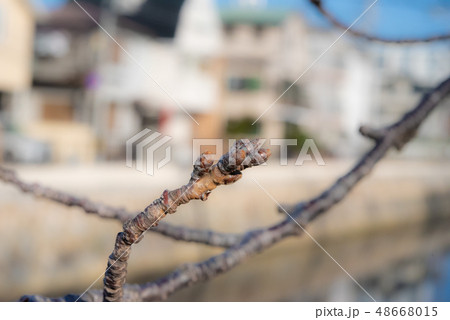 桜のつぼみと街並み 桜のつぼみと街並み 48668015