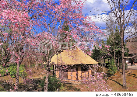 枝垂桜と茅葺きの小屋 48668468