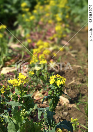 赤カブの花の写真素材