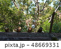 湯田神社の社 48669331