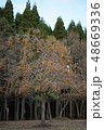 越前陶芸村の柿の木 48669336