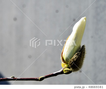 春の花　 48669381