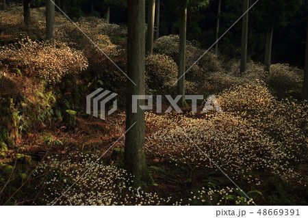 ミツマタ群生地 48669391