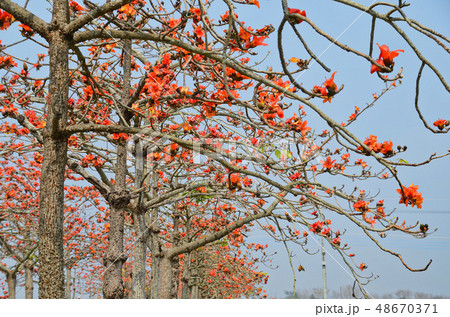 花 フラワー お花 48670371