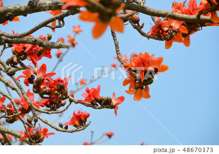 花 フラワー お花 48670373
