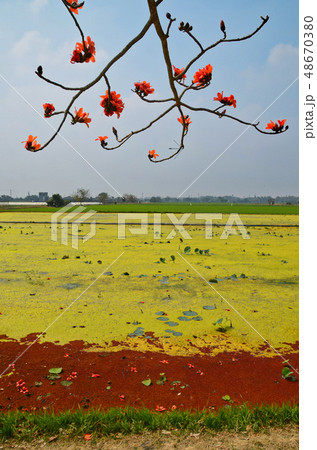 花 フラワー お花 48670380