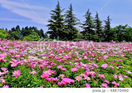 芍薬の群生 48670460
