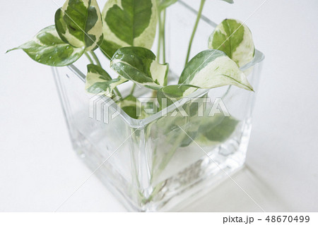 ポトス 水挿し 植物 48670499