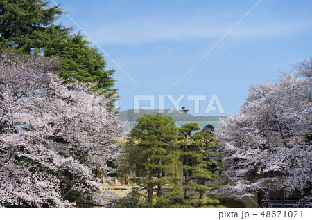 東京都目黒区駒場　駒場公園の桜 48671021
