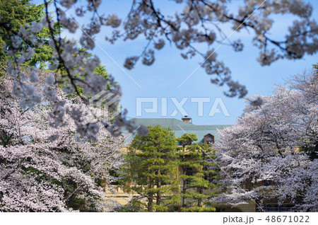 東京都目黒区駒場　駒場公園の桜 48671022