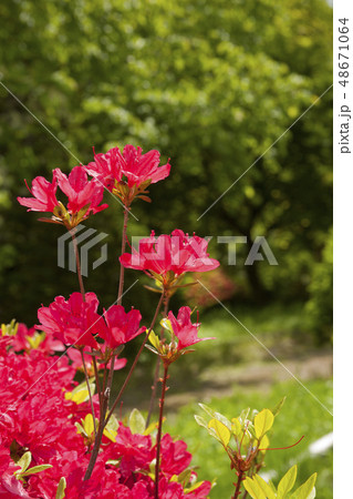 韓国 野生の花 赤の写真素材