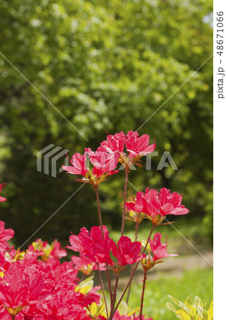 韓国 野生の花 赤 48671066