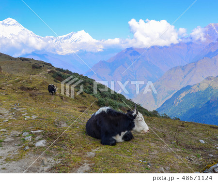 Yak cow on mountain of Annapurna, Nepal Yak cow on mountain of Annapurna, Nepal 48671124
