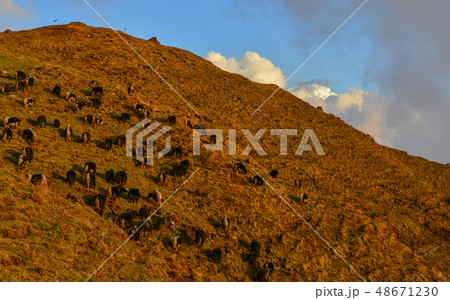 Yak cow on mountain of Annapurna, Nepal 48671230
